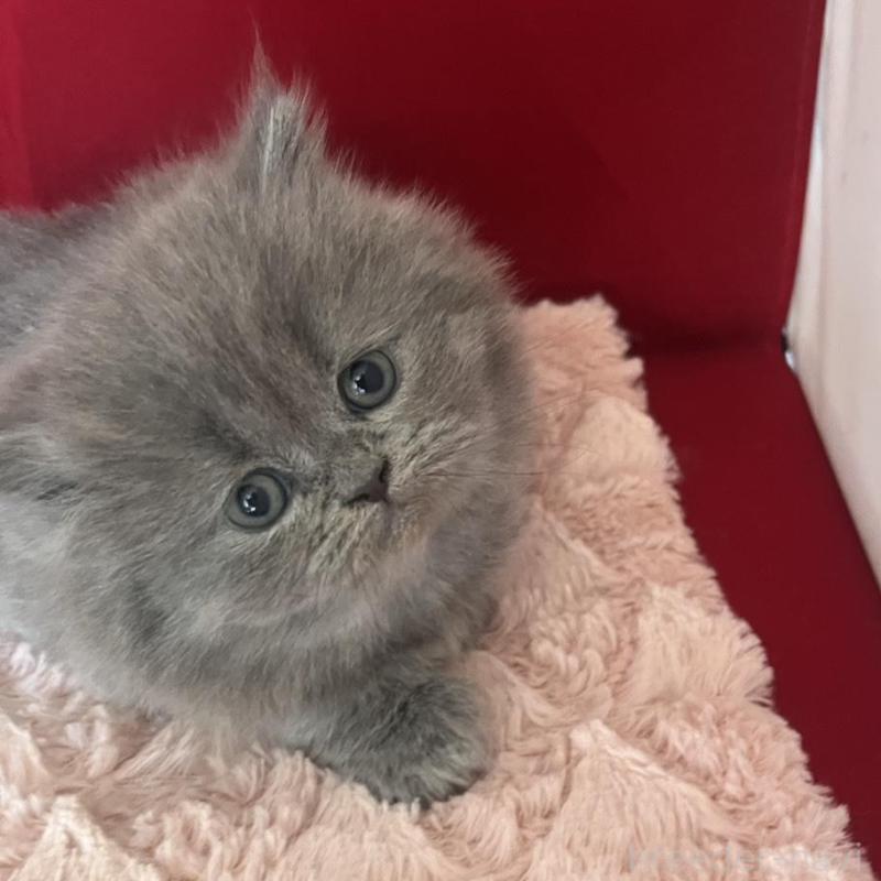 販売中の富山県のミヌエット-139391の3枚目