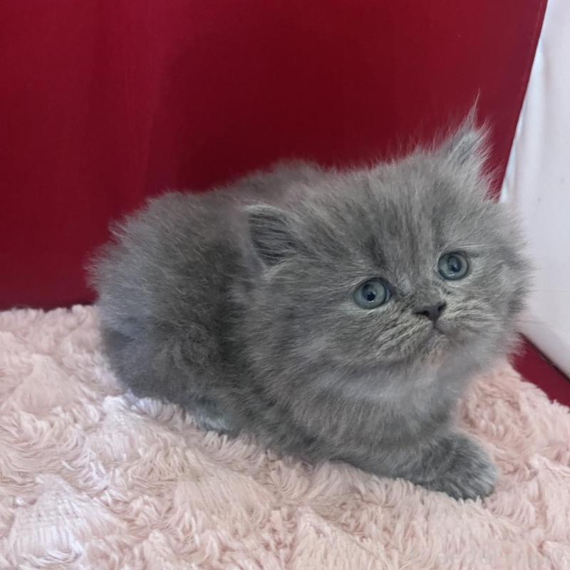 販売中の富山県のミヌエット-139391の2枚目