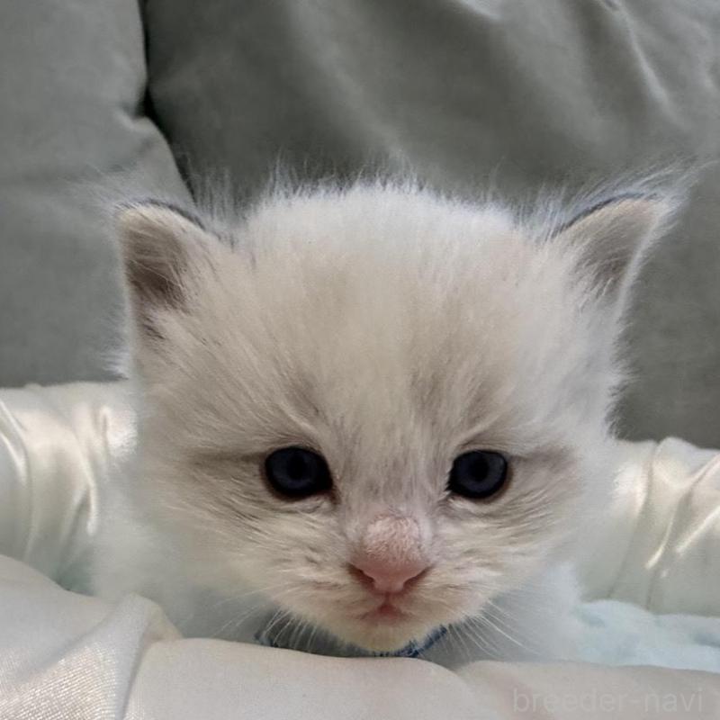 販売中の愛媛県のラグドール-139392