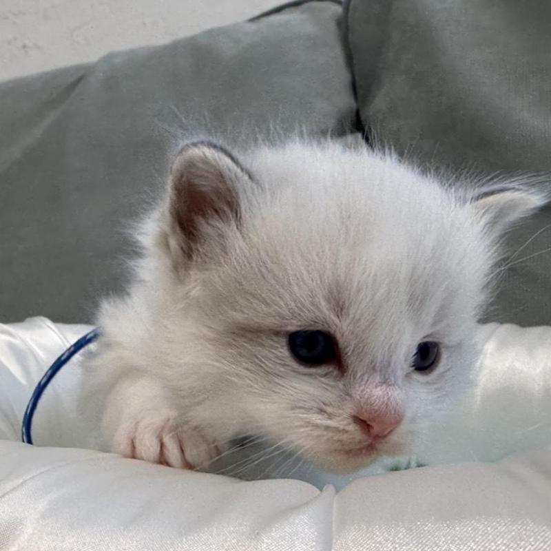 販売中の愛媛県のラグドール-139392の6枚目