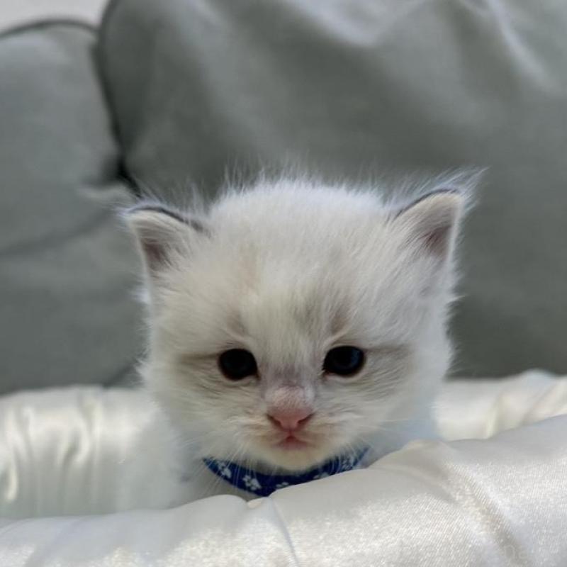 販売中の愛媛県のラグドール-139392の5枚目