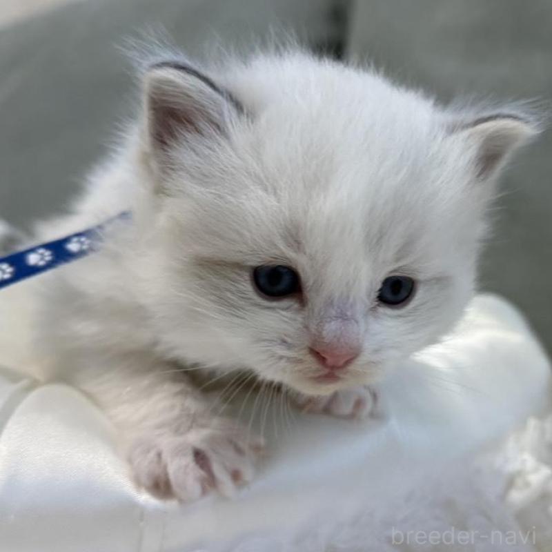 販売中の愛媛県のラグドール-139392の4枚目