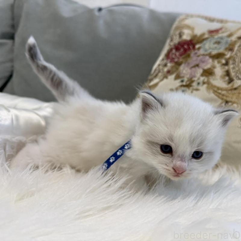 販売中の愛媛県のラグドール-139392の3枚目