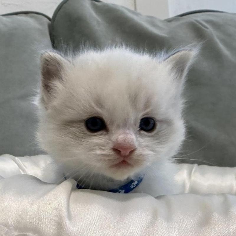 販売中の愛媛県のラグドール-139392の2枚目