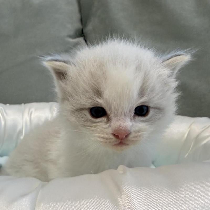 販売中の愛媛県のラグドール-139393の1枚目