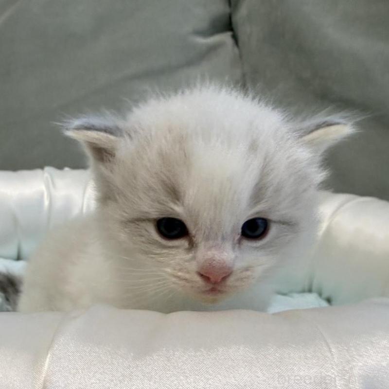 販売中の愛媛県のラグドール-139393の8枚目