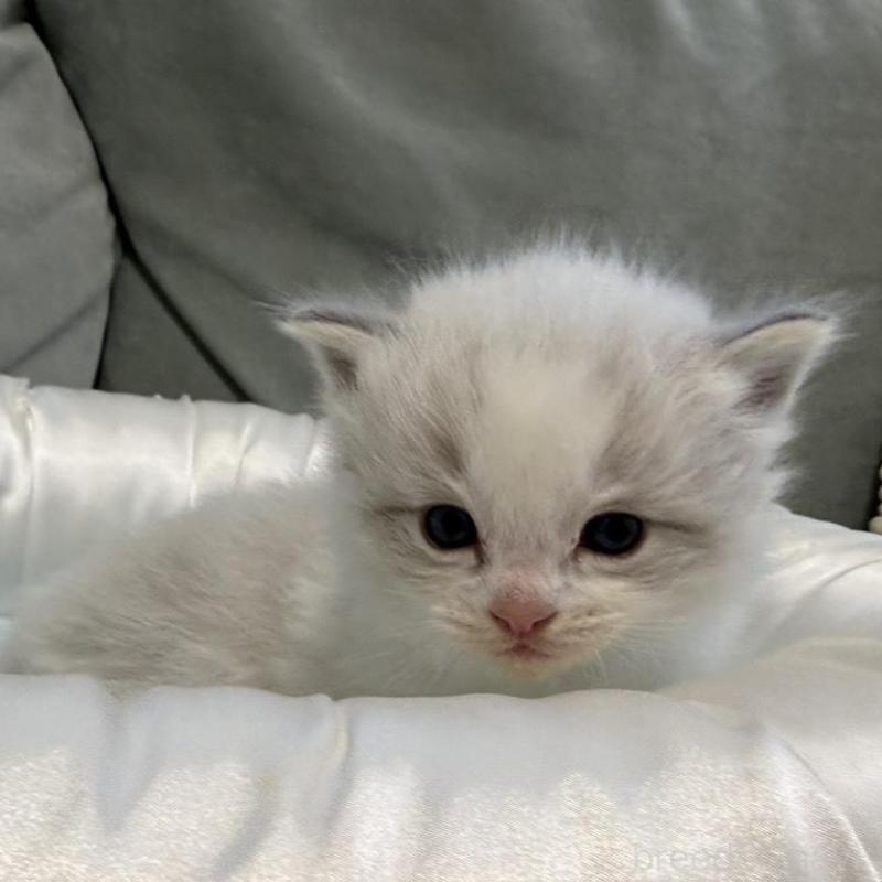 販売中の愛媛県のラグドール-139393の7枚目