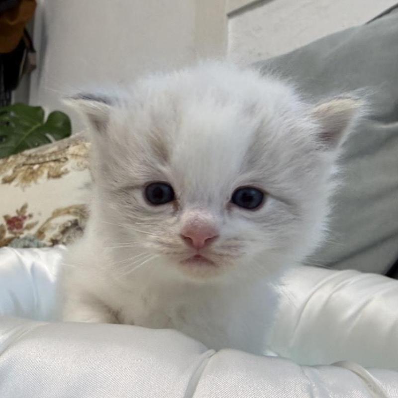 販売中の愛媛県のラグドール-139393の6枚目