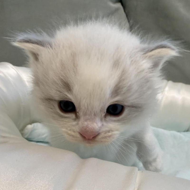 販売中の愛媛県のラグドール-139393の5枚目