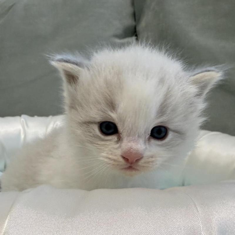 販売中の愛媛県のラグドール-139393の4枚目