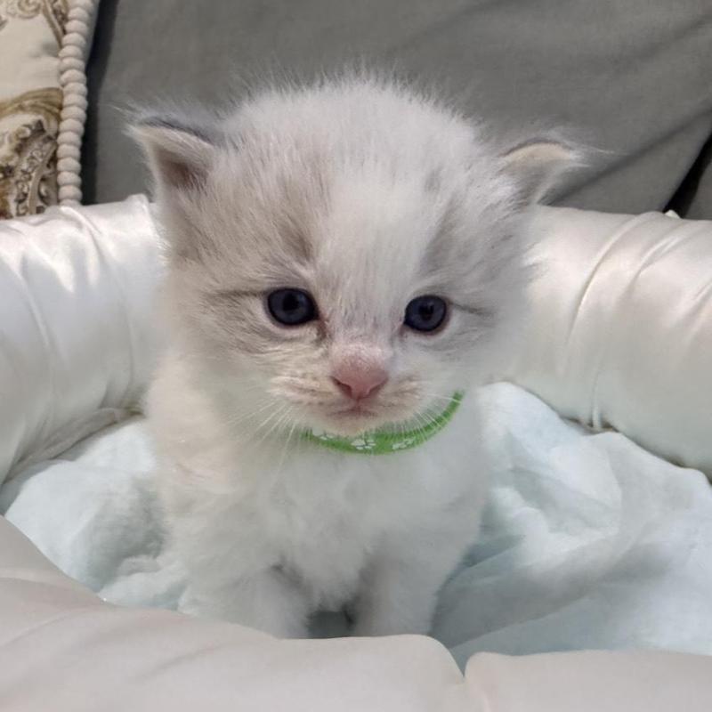 販売中の愛媛県のラグドール-139393の3枚目