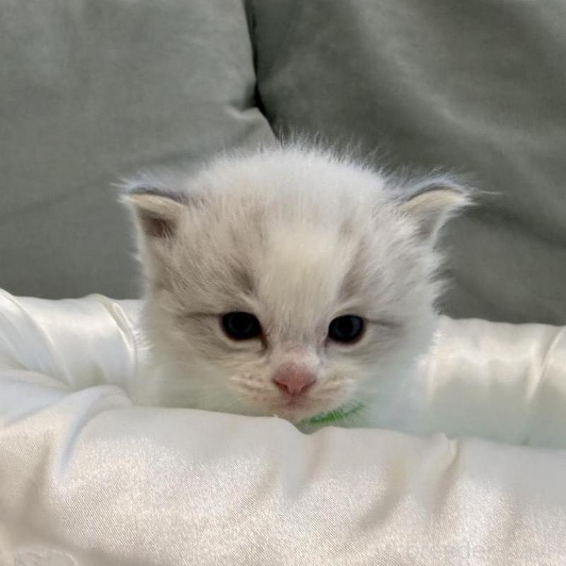 販売中の愛媛県のラグドール-139393の2枚目