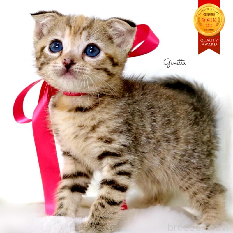 販売中の栃木県のジェネッタ-138676