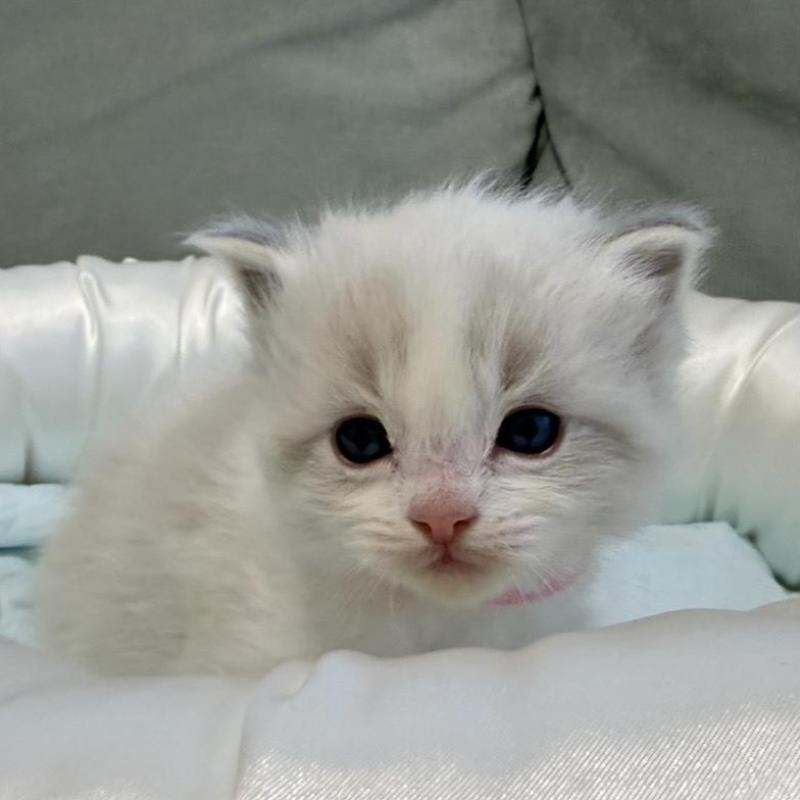 販売中の愛媛県のラグドール-139394の8枚目