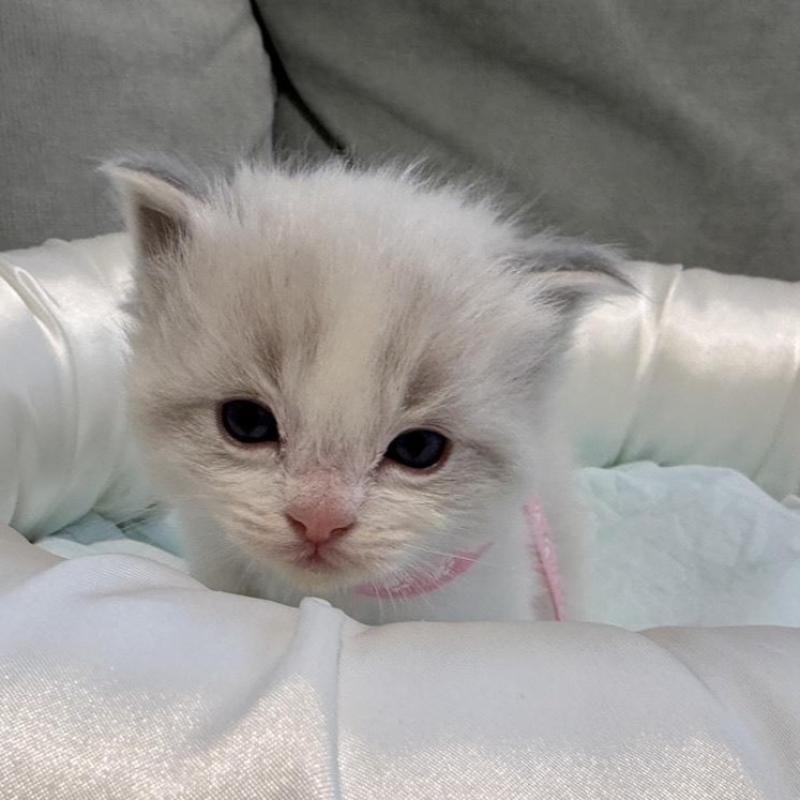 販売中の愛媛県のラグドール-139394の5枚目