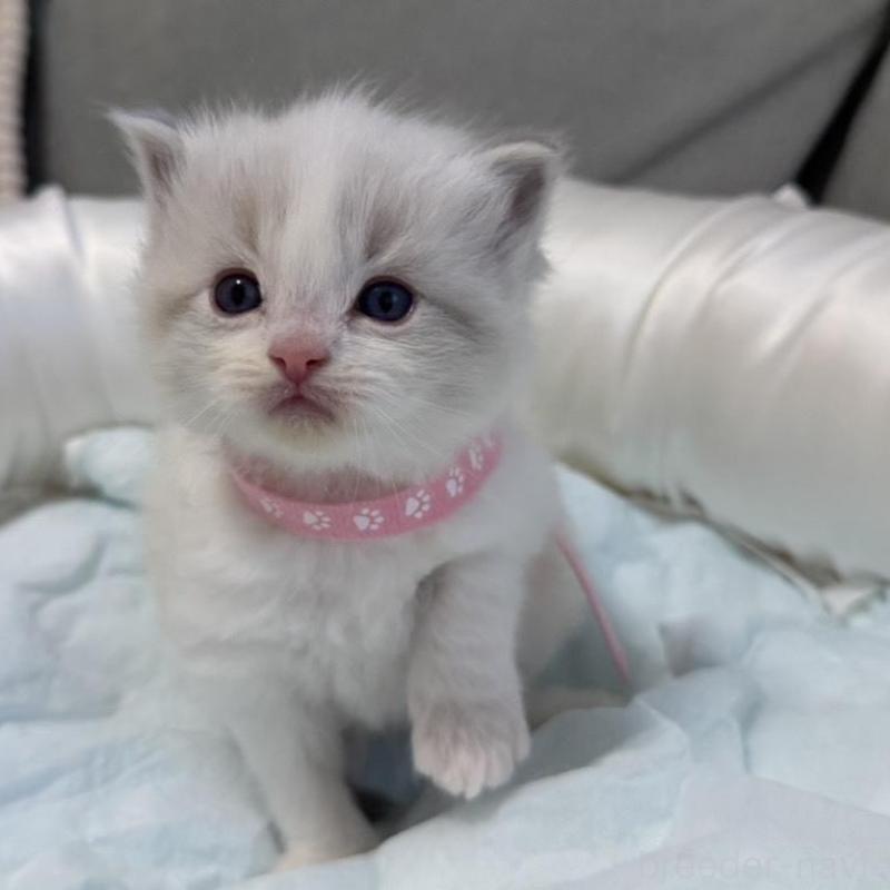 販売中の愛媛県のラグドール-139394