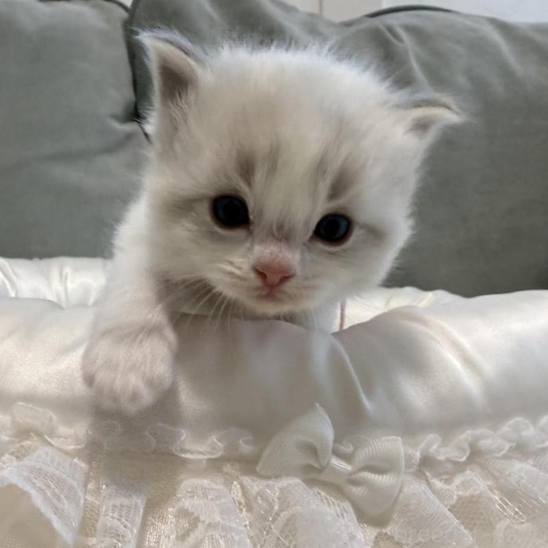 販売中の愛媛県のラグドール-139394の4枚目