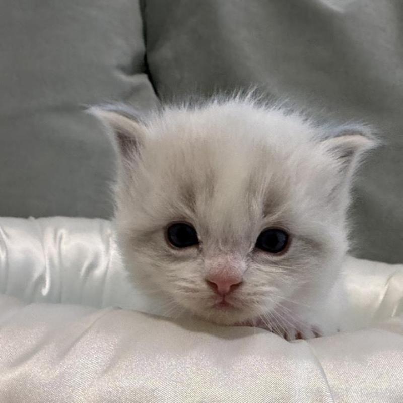 販売中の愛媛県のラグドール-139394の3枚目