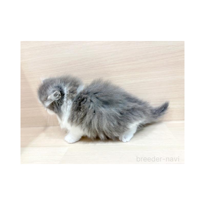 販売中の東京都のスコティッシュフォールド(折れ耳)-139395の5枚目