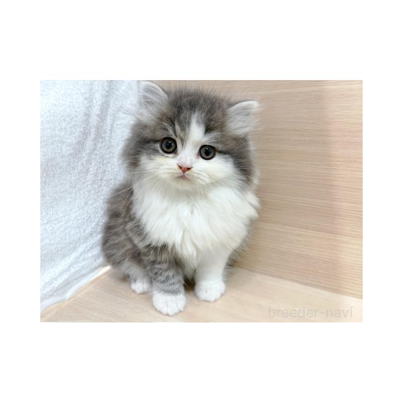 販売中の東京都のスコティッシュフォールド(折れ耳)-139395の4枚目