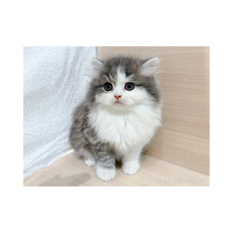 販売中の東京都のスコティッシュフォールド(折れ耳)-139395の3枚目