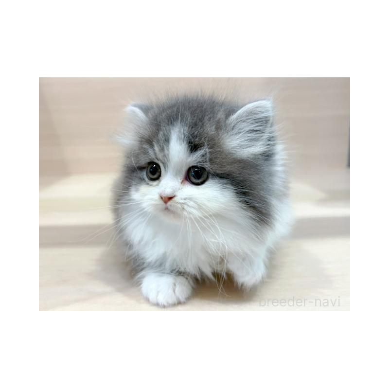 販売中の東京都のスコティッシュフォールド(折れ耳)-139395の2枚目