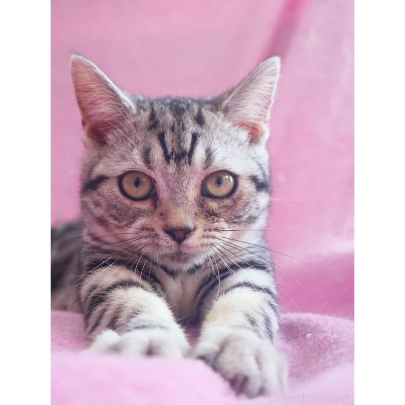 販売中の神奈川県のマンチカン(短足)-139280の8枚目