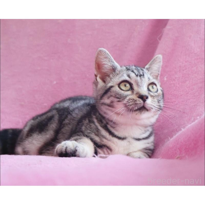 販売中の神奈川県のマンチカン(短足)-139280の7枚目