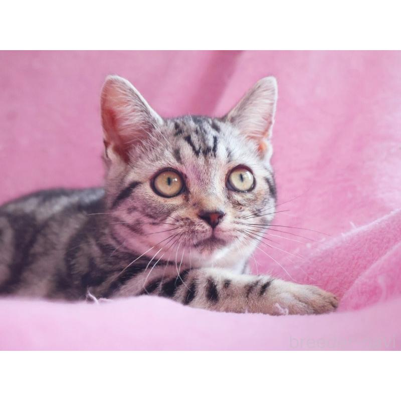 販売中の神奈川県のマンチカン(短足)-139280の6枚目