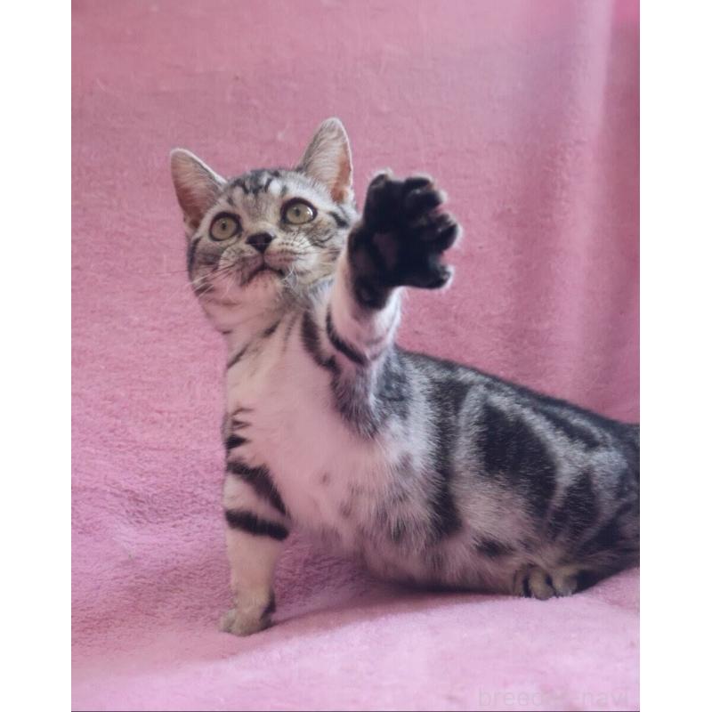 販売中の神奈川県のマンチカン(短足)-139280の5枚目