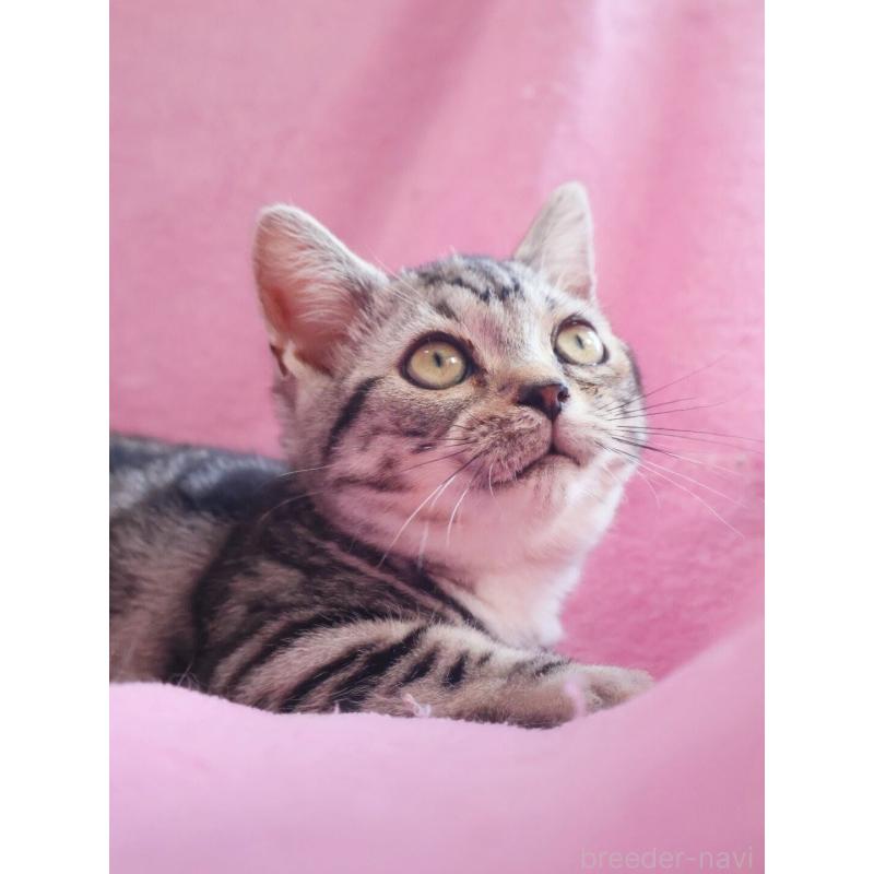 販売中の神奈川県のマンチカン(短足)-139280の4枚目