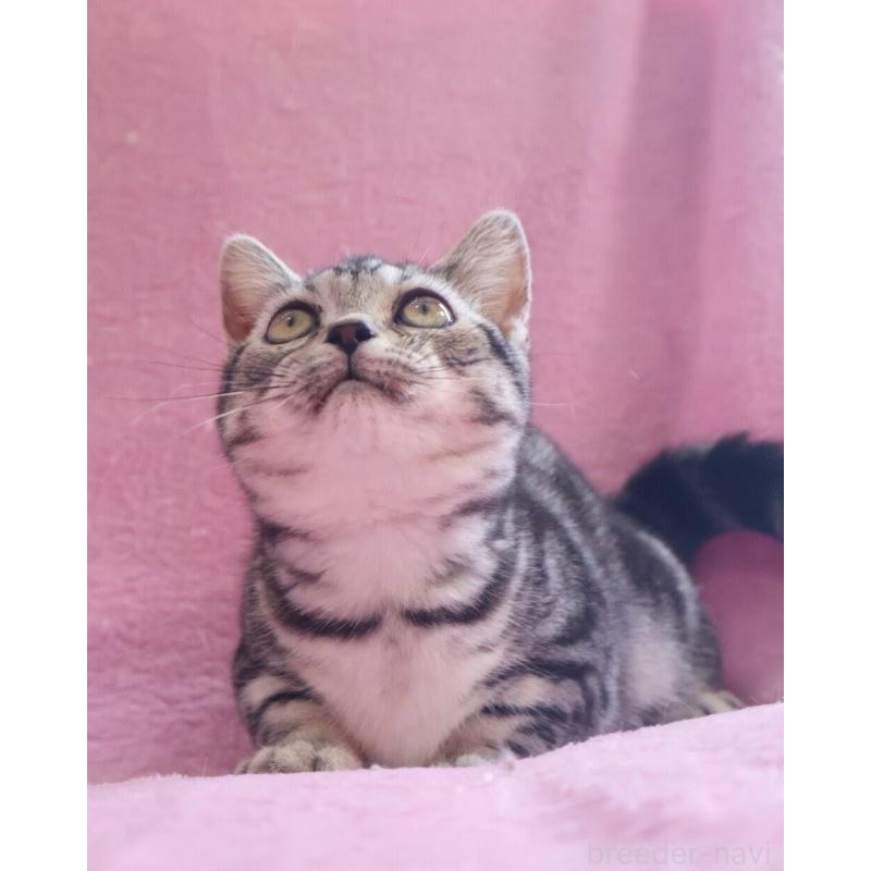 販売中の神奈川県のマンチカン(短足)-139280の3枚目