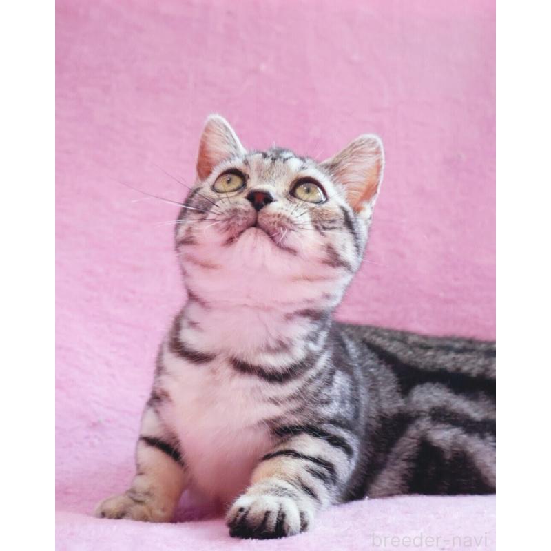 販売中の神奈川県のマンチカン(短足)-139280の2枚目