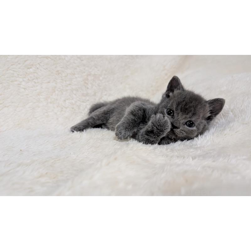 販売中の宮城県のブリティッシュショートヘア-139396の9枚目