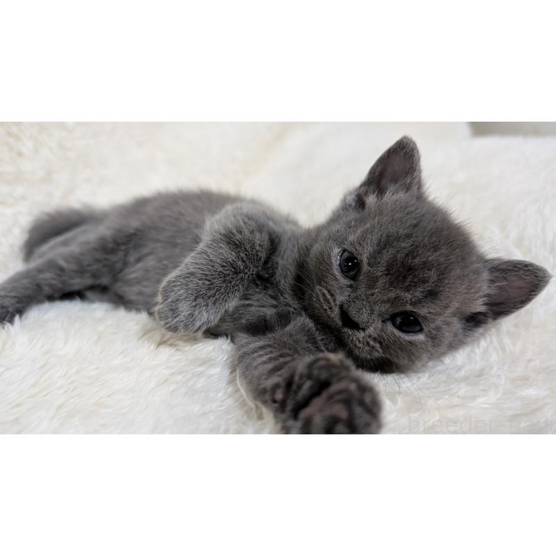 販売中の宮城県のブリティッシュショートヘア-139396の8枚目