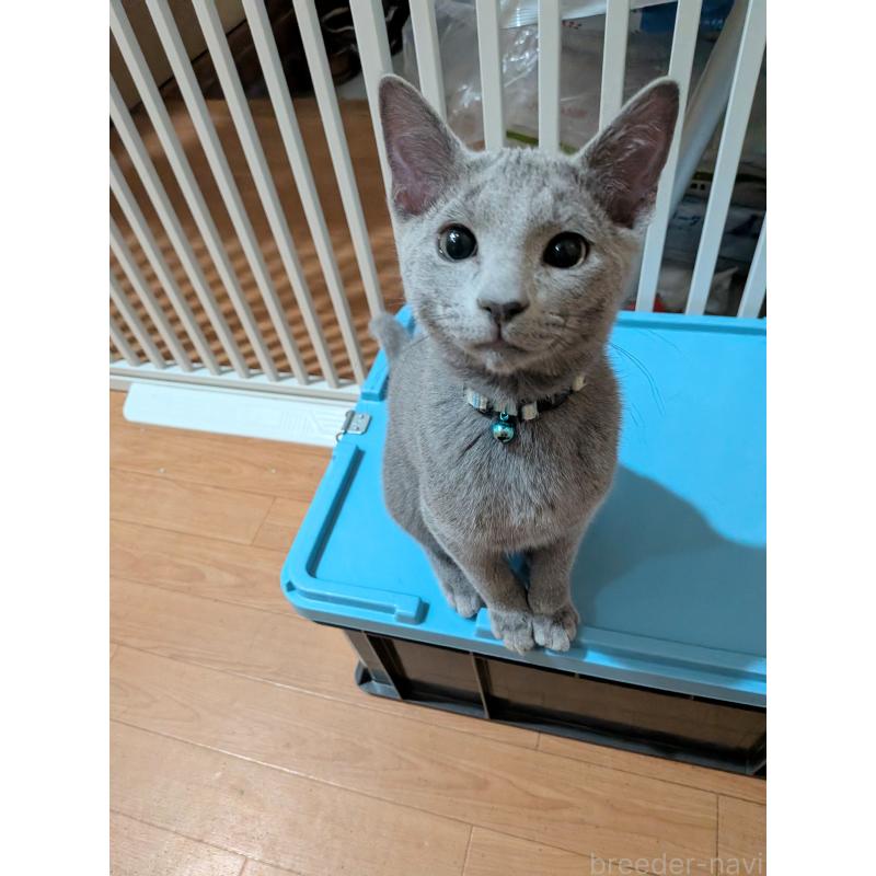 販売中の山形県のロシアンブルー-133588の6枚目