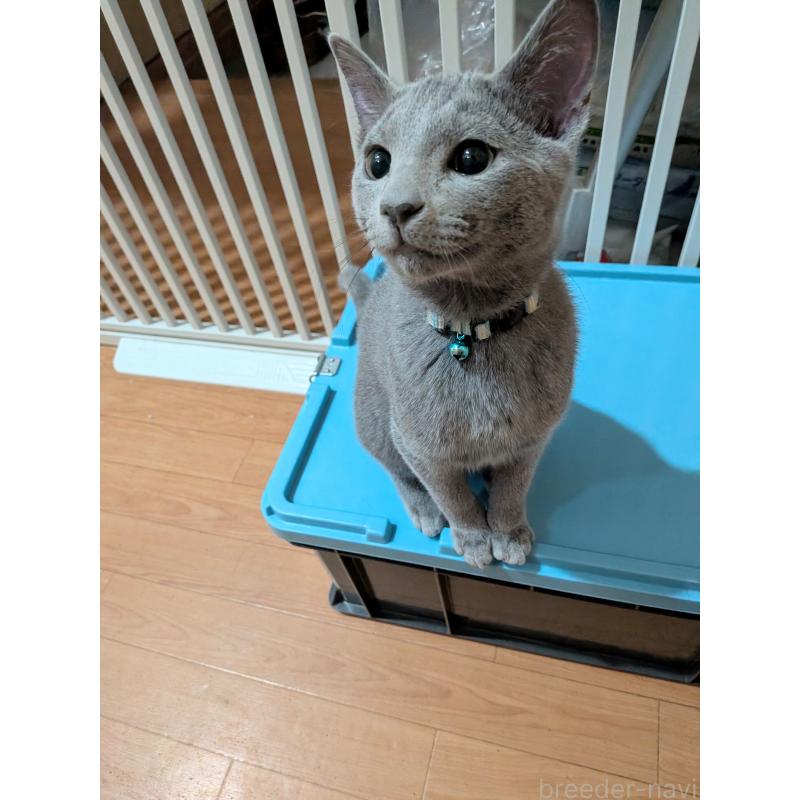 販売中の山形県のロシアンブルー-133588の5枚目