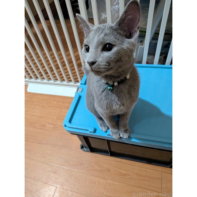 販売中の山形県のロシアンブルー-133588の4枚目