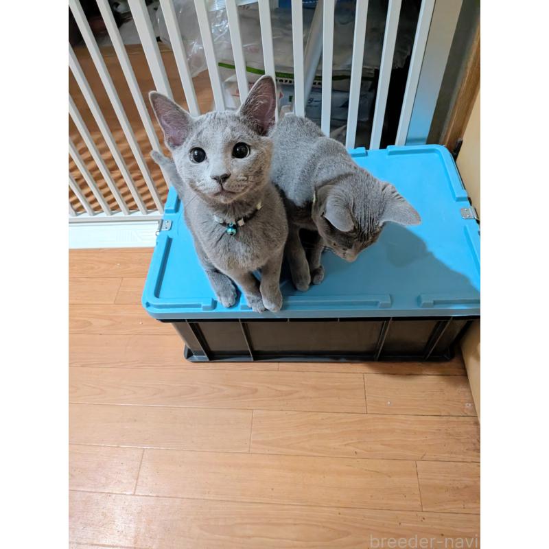 販売中の山形県のロシアンブルー-133588の2枚目