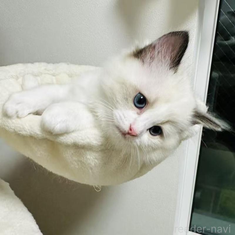 販売中の東京都のラグドール-139397の9枚目