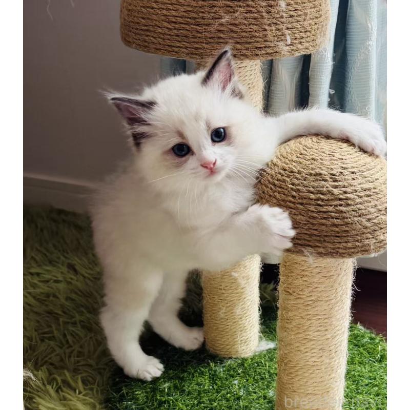 販売中の東京都のラグドール-139397の8枚目