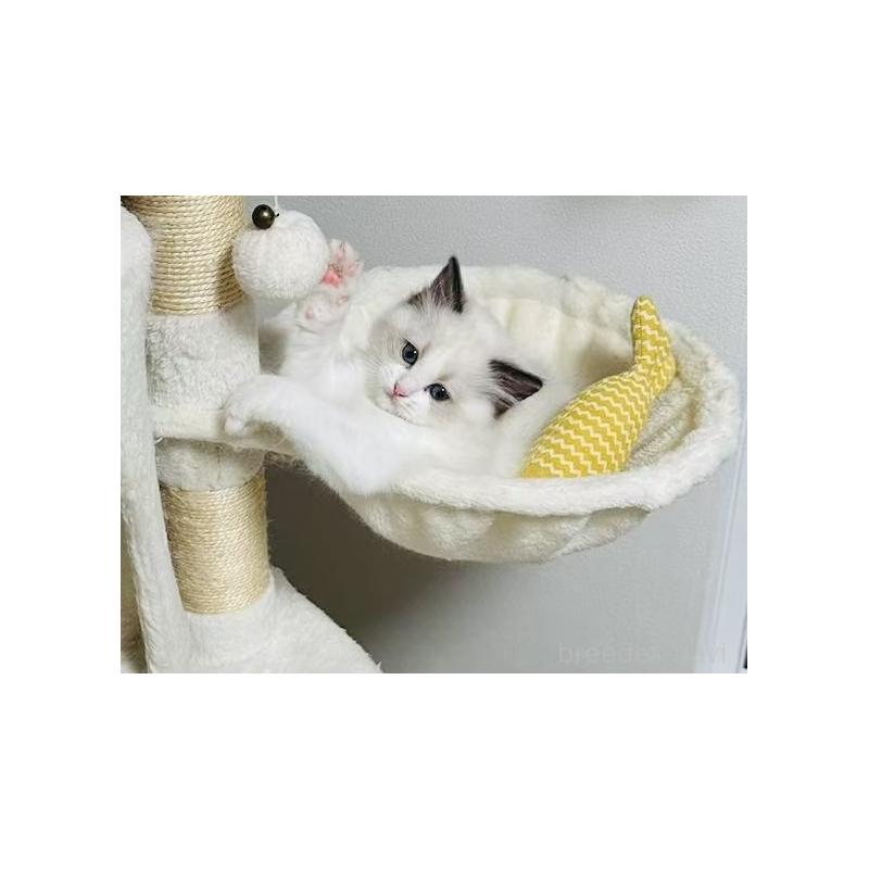 販売中の東京都のラグドール-139397の7枚目