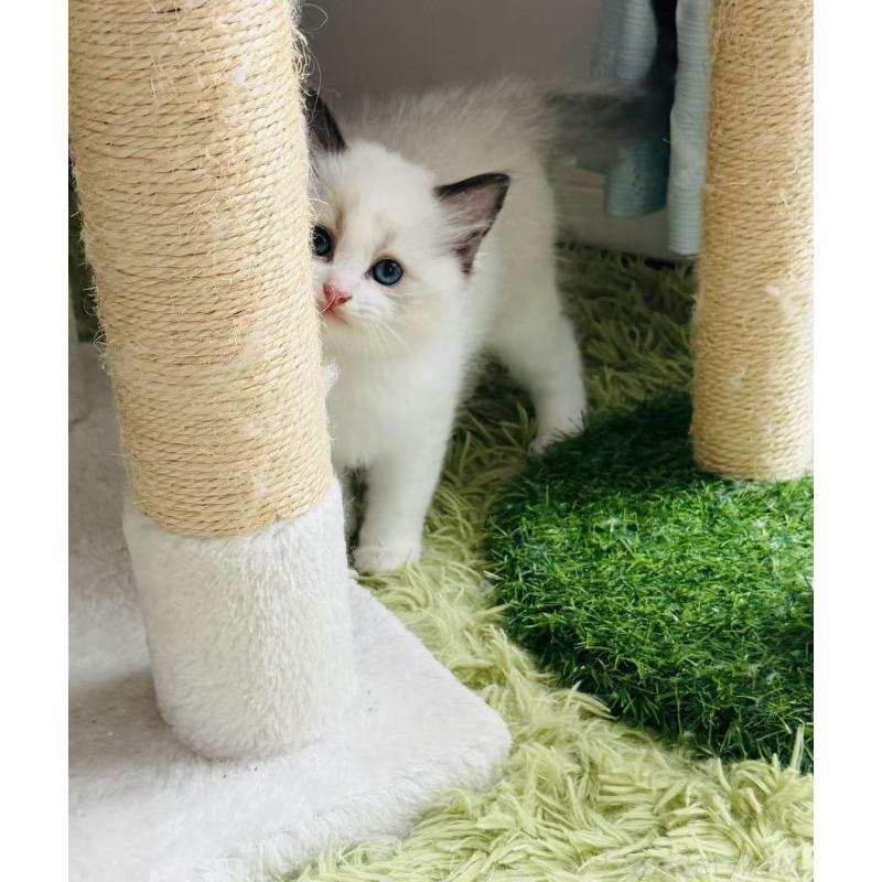 販売中の東京都のラグドール-139397の5枚目