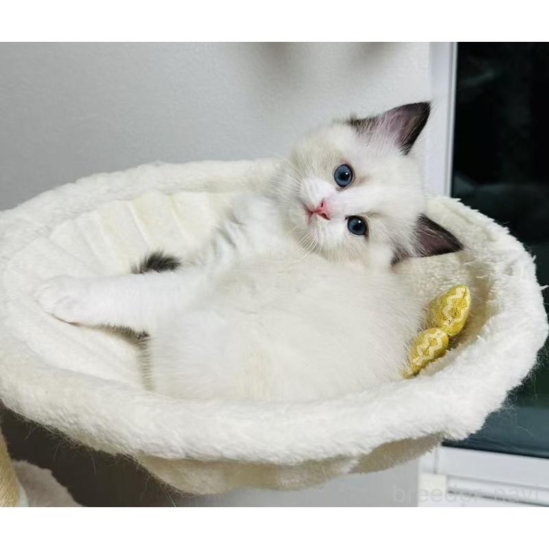 販売中の東京都のラグドール-139397の4枚目