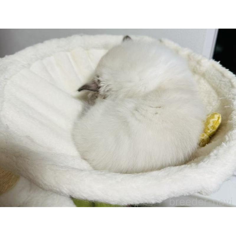 販売中の東京都のラグドール-139397の3枚目