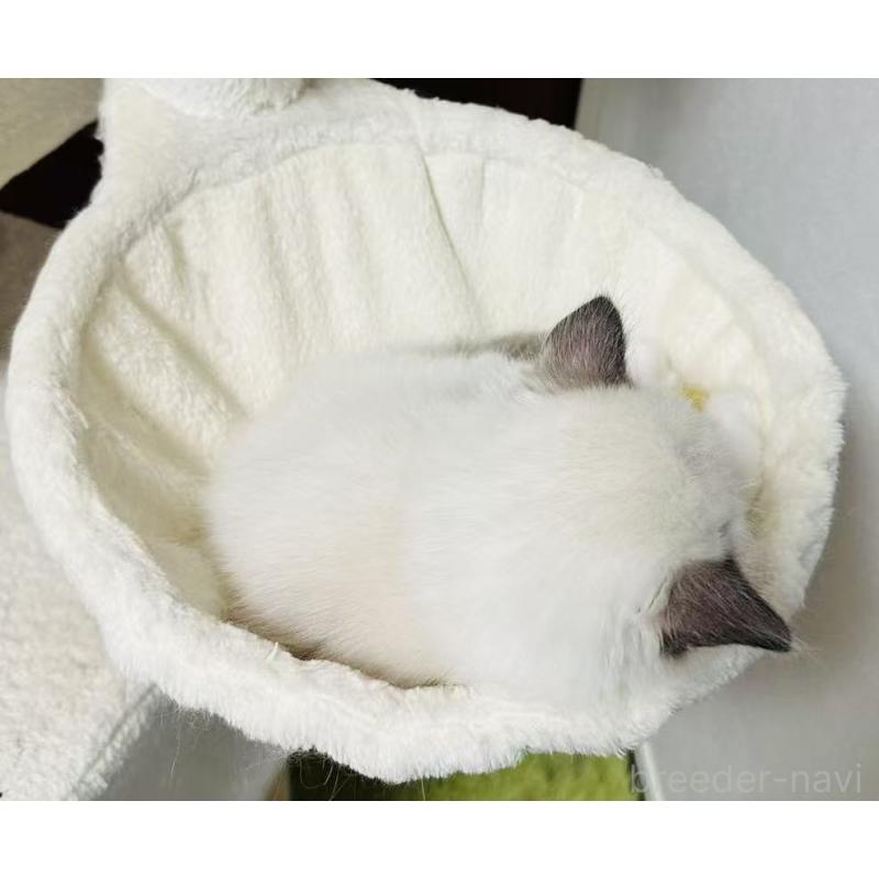 販売中の東京都のラグドール-139397の2枚目