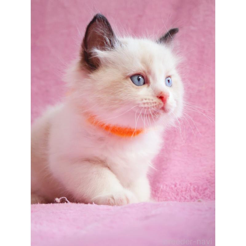 販売中の神奈川県のラグドール-139281の14枚目