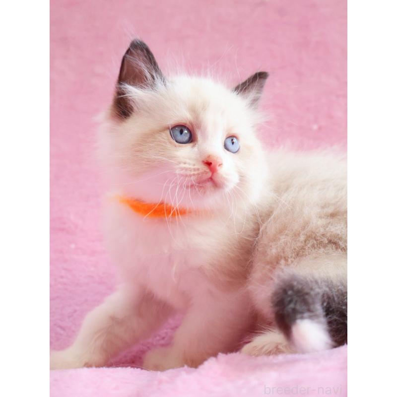 販売中の神奈川県のラグドール-139281の13枚目