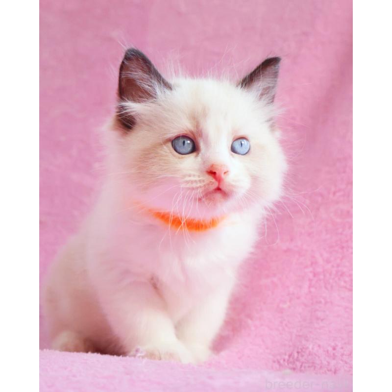 販売中の神奈川県のラグドール-139281の12枚目