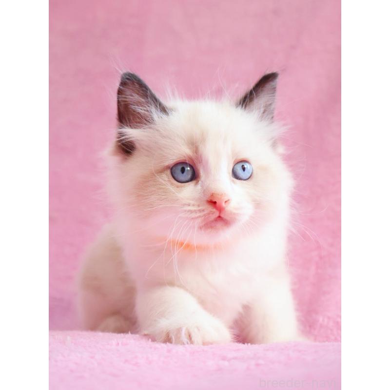 販売中の神奈川県のラグドール-139281の11枚目